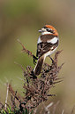 BUITEN BEELD Foto: 274308