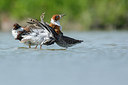 BUITEN BEELD Foto: 274315