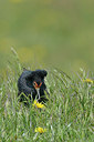BUITEN BEELD Foto: 274319