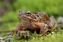 BUITEN BEELD Foto: 274348