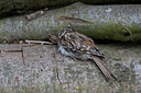 BUITEN BEELD Foto: 274410