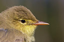 BUITEN BEELD Foto: 274423