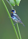 BUITEN BEELD Foto: 274463