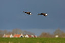 BUITEN BEELD Foto: 274496