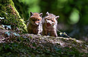 BUITEN BEELD Foto: 274566
