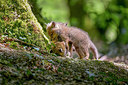 BUITEN BEELD Foto: 274569
