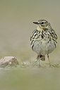 BUITEN BEELD Foto: 274629