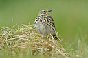 BUITEN BEELD Foto: 274631