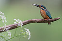 BUITEN BEELD Foto: 274689