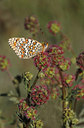 BUITEN BEELD Foto: 274797
