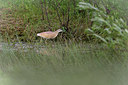 BUITEN BEELD Foto: 275008