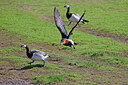 BUITEN BEELD Foto: 275011