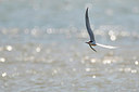 BUITEN BEELD Foto: 275022