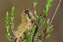 BUITEN BEELD Foto: 275074