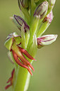 BUITEN BEELD Foto: 275094