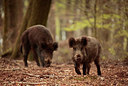 BUITEN BEELD Foto: 275172