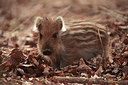 BUITEN BEELD Foto: 275177