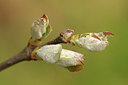 BUITEN BEELD Foto: 275189