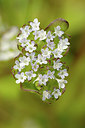 BUITEN BEELD Foto: 275194