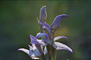 BUITEN BEELD Foto: 275388