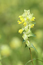 BUITEN BEELD Foto: 275441