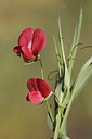 BUITEN BEELD Foto: 275532