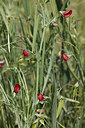 BUITEN BEELD Foto: 275535