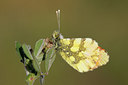 BUITEN BEELD Foto: 275546