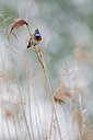 BUITEN BEELD Foto: 275579