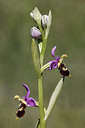 BUITEN BEELD Foto: 275609