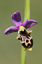 BUITEN BEELD Foto: 275612