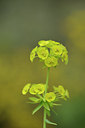 BUITEN BEELD Foto: 275613