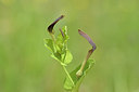 BUITEN BEELD Foto: 275651