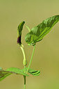 BUITEN BEELD Foto: 275683