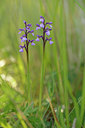 BUITEN BEELD Foto: 275723