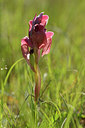 BUITEN BEELD Foto: 275726
