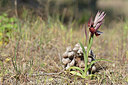 BUITEN BEELD Foto: 275730
