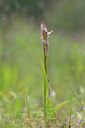 BUITEN BEELD Foto: 275757