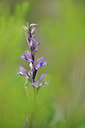 BUITEN BEELD Foto: 275763