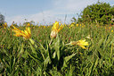 BUITEN BEELD Foto: 275819