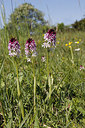 BUITEN BEELD Foto: 275820