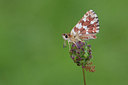 BUITEN BEELD Foto: 275999