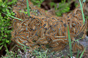BUITEN BEELD Foto: 276018