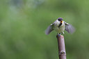 BUITEN BEELD Foto: 276039