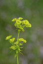 BUITEN BEELD Foto: 276139