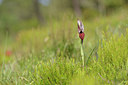 BUITEN BEELD Foto: 276143