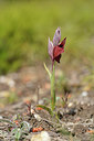 BUITEN BEELD Foto: 276146