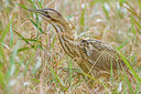 BUITEN BEELD Foto: 276210