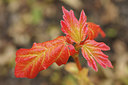 BUITEN BEELD Foto: 276225