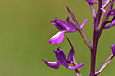 BUITEN BEELD Foto: 276333